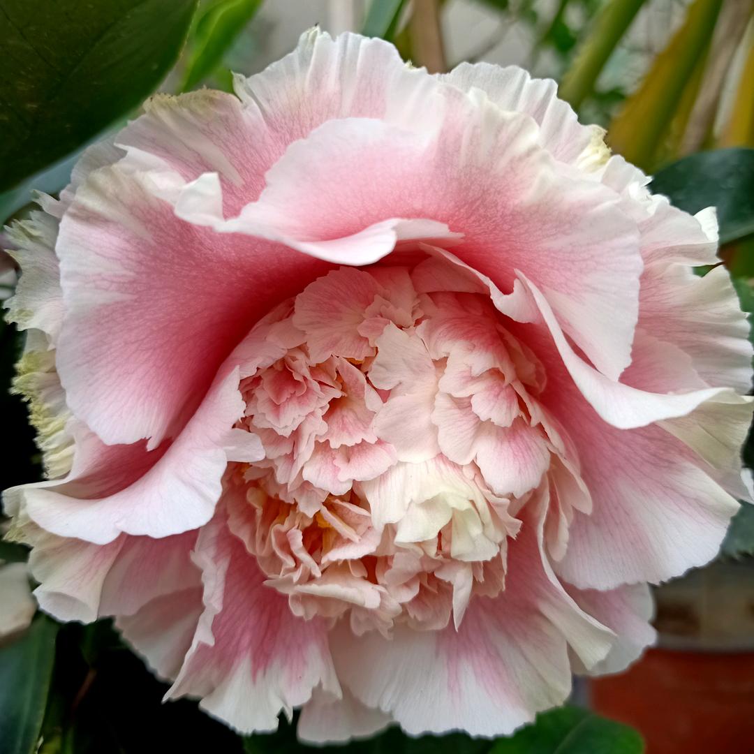 花中语