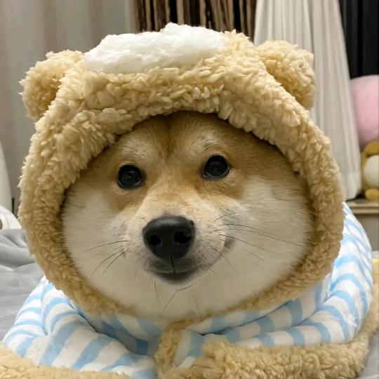 橙子啊