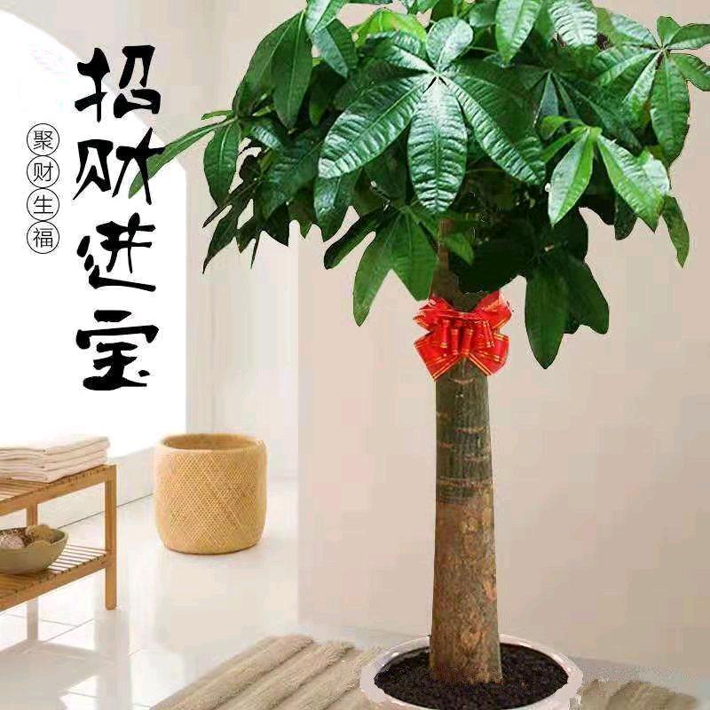 ≡爱︶无痕