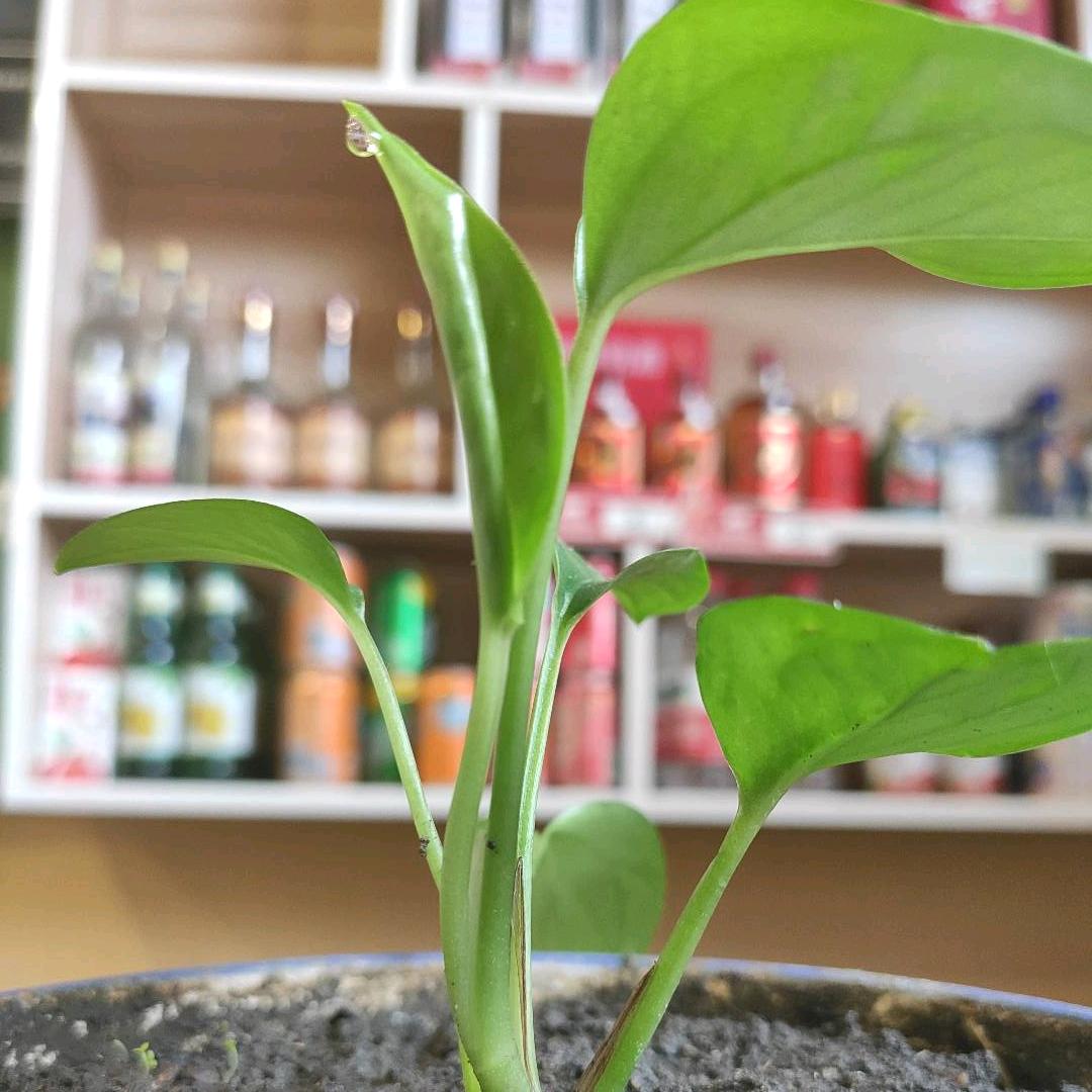 牛肉铺家庭烤肉