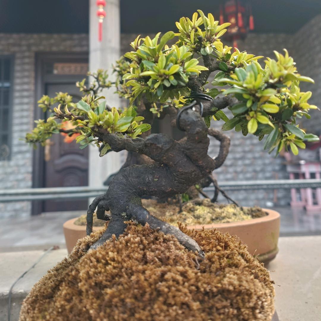 一霖桩园