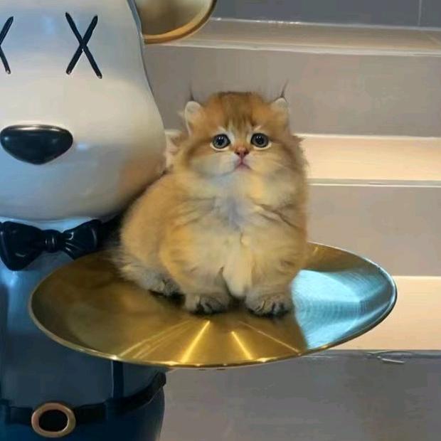 猫奴体验店