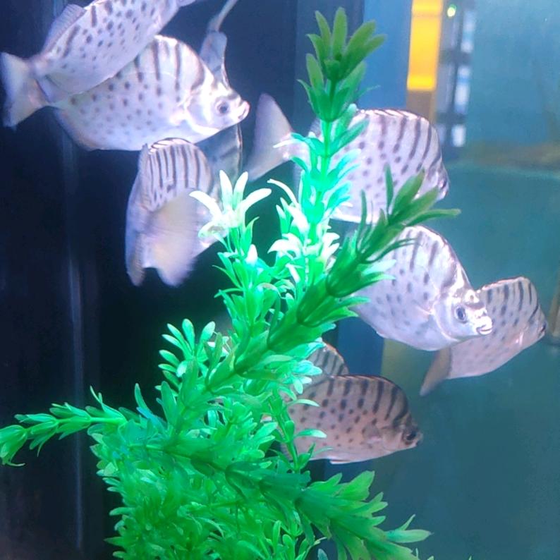 神一样的
