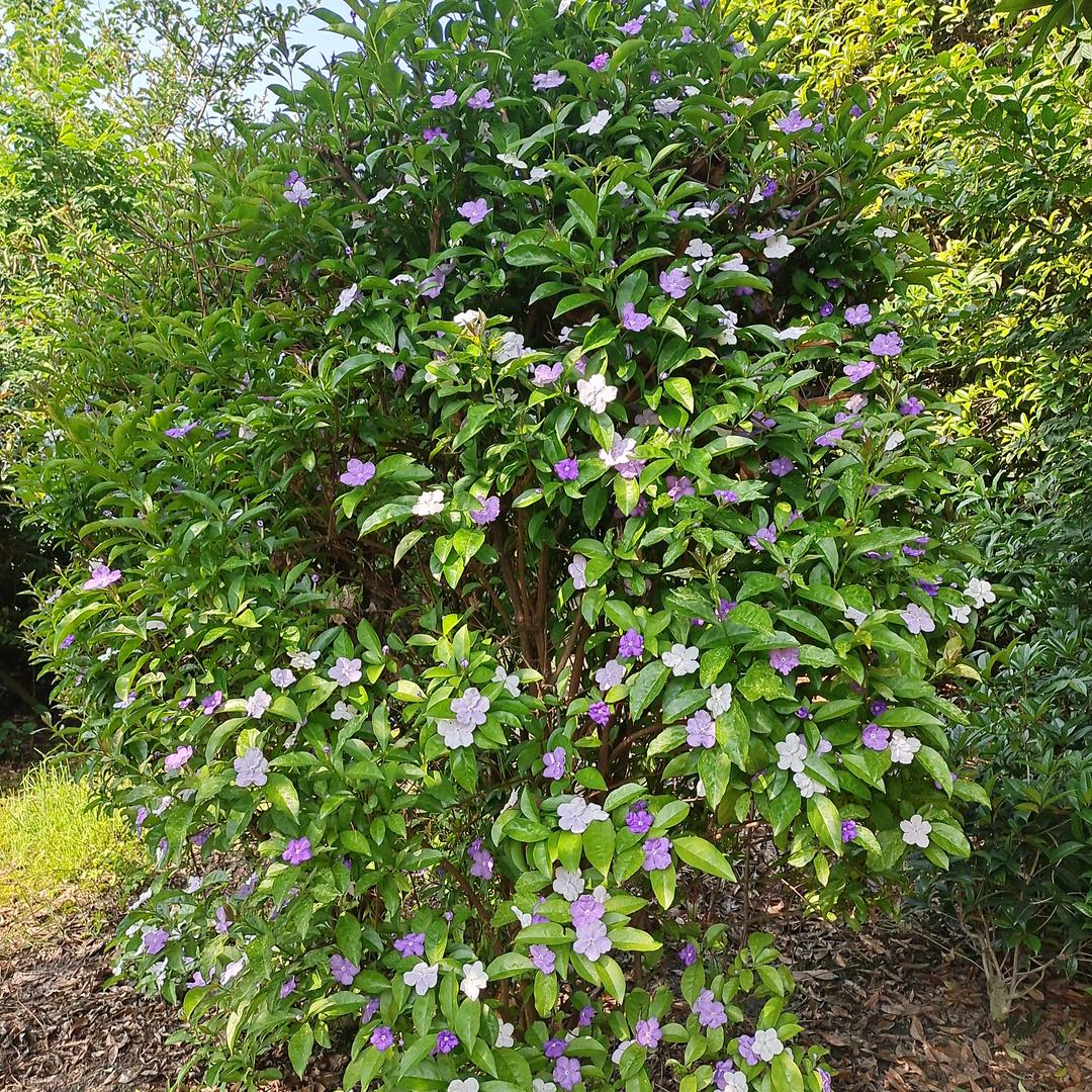 成都郫都区四季花卉园艺场