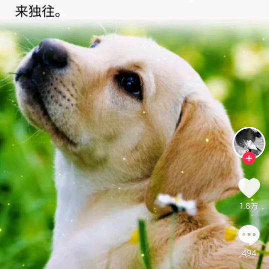 夏天换号播（夏天的风520）