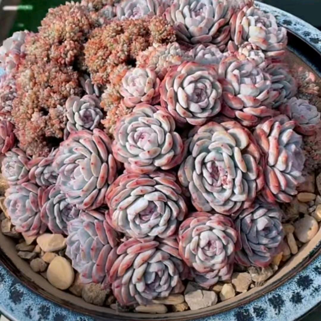 阿军喵多肉