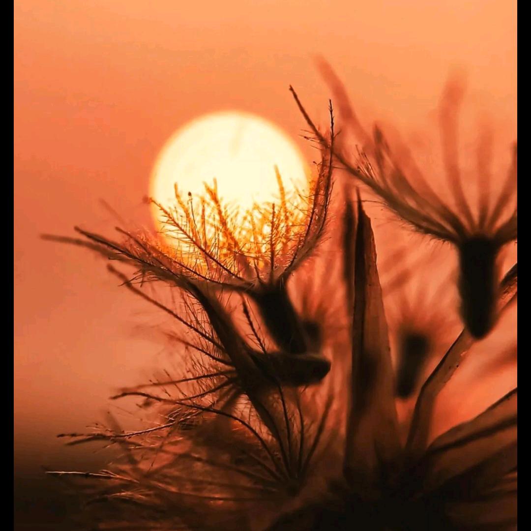 晓晓（回族）