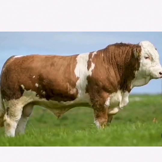 （富源县）山权牧业兽医小李