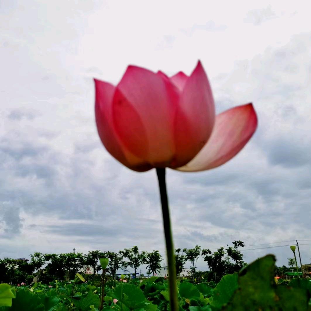 黄