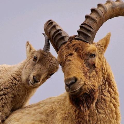 阿咩咩　　　　     　　    🪳