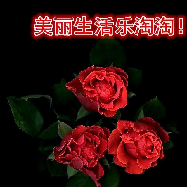 随风自由飞
