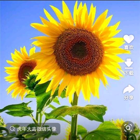 格桑花