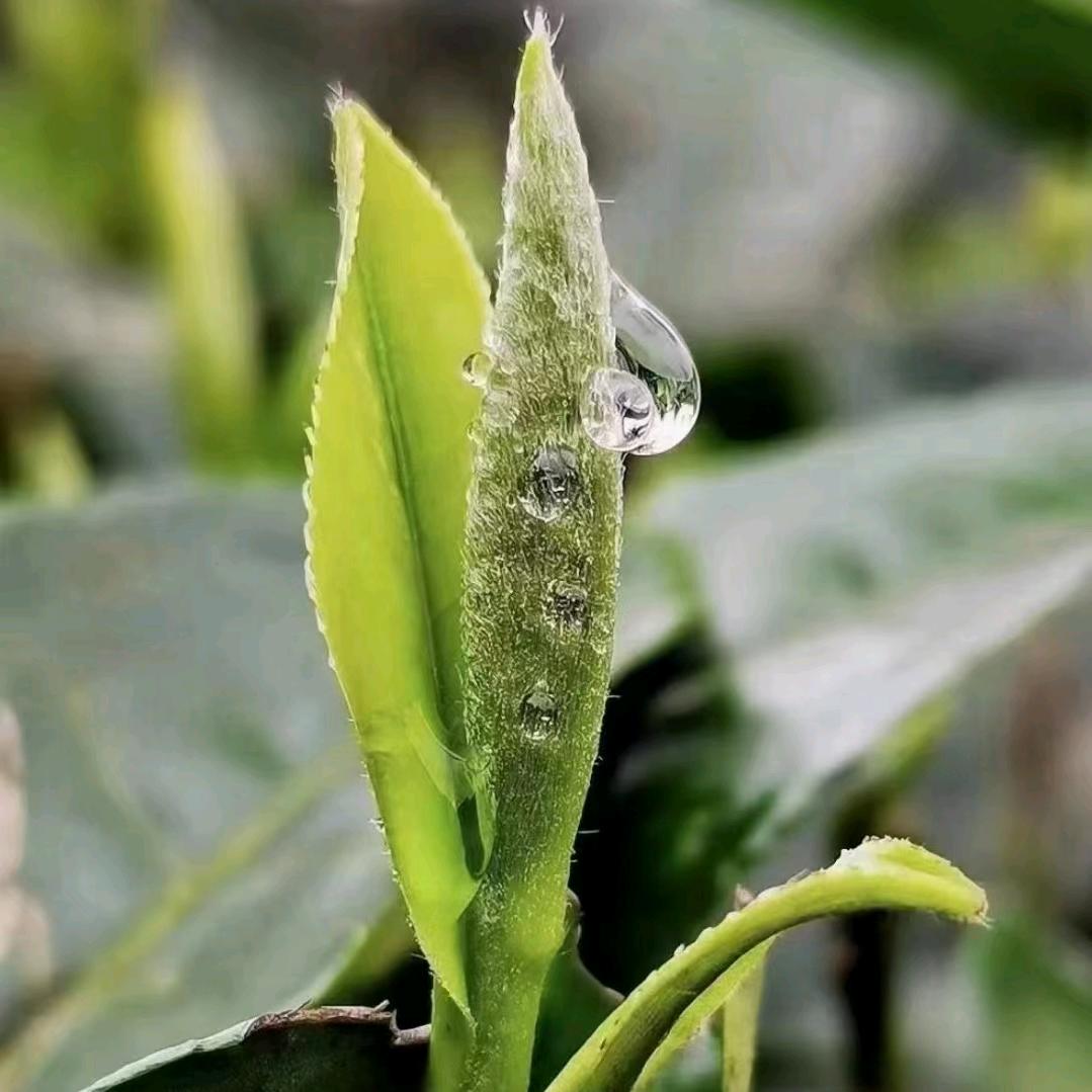 盛世茶业_红