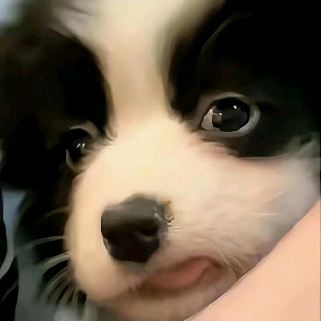 高冷汉堡包