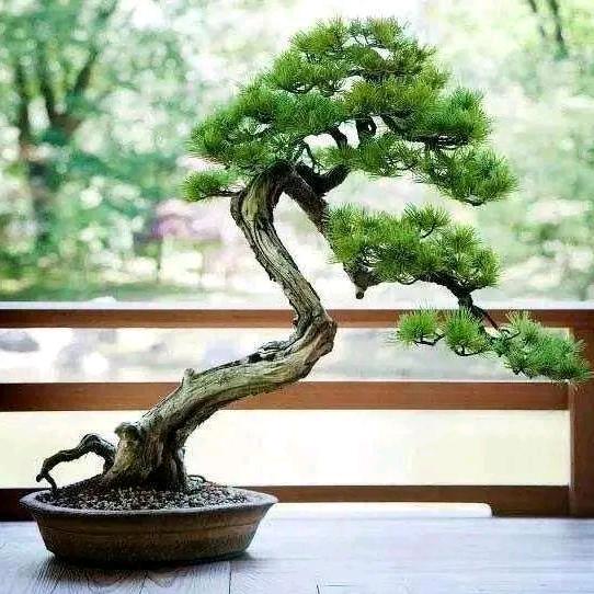 如意花卉