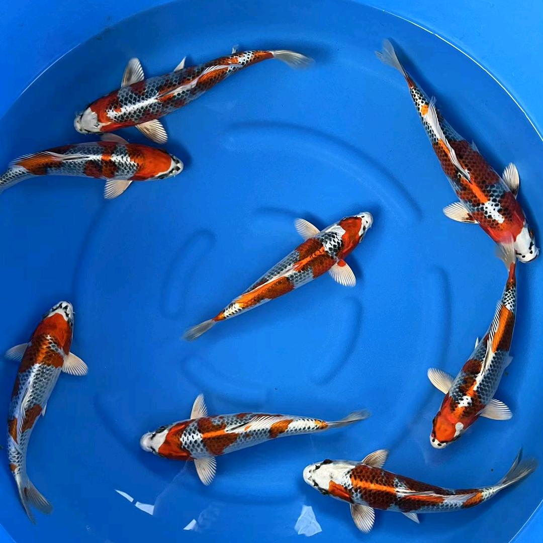 芒果锦鲤