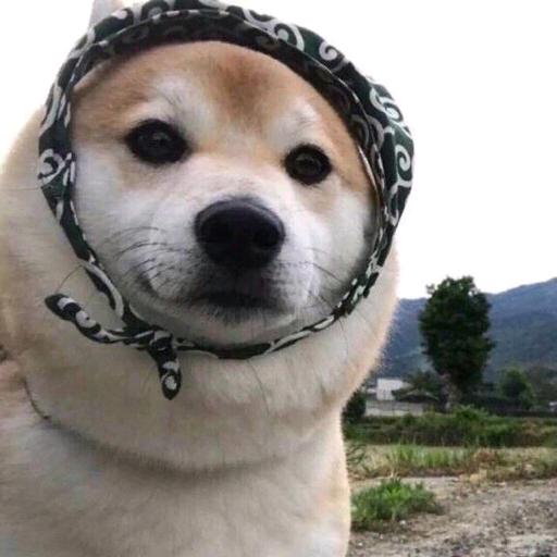 如“何”