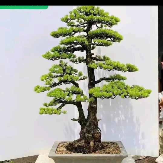 🎤🎸老五🎸🎸