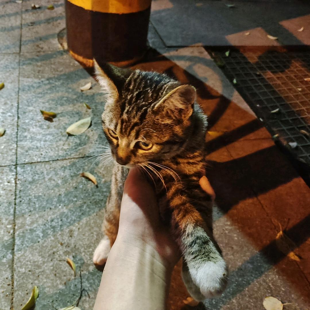 吃人的小鸡