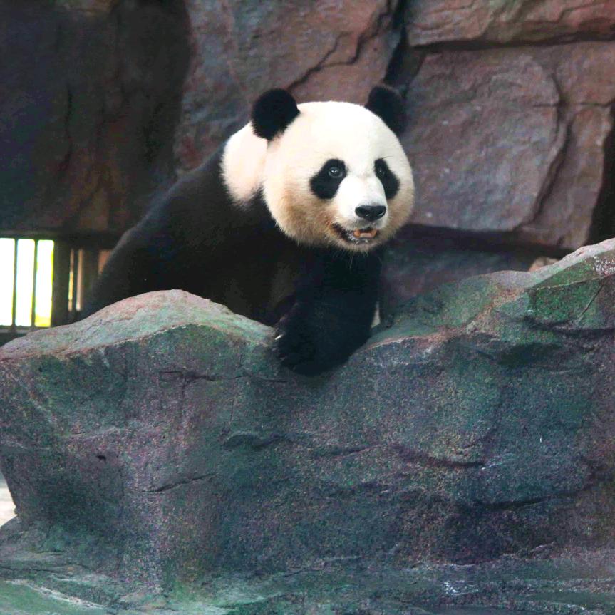 香市动物园熊猫珍大和双儿