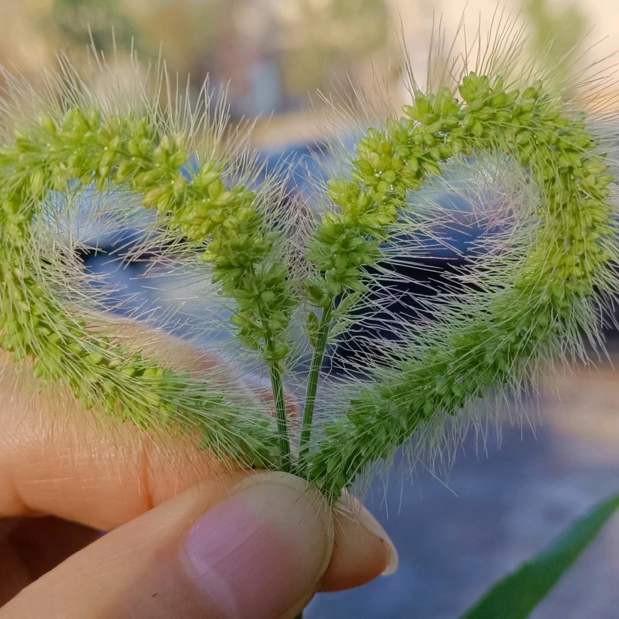 白蔷薇