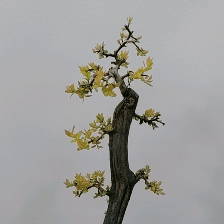 汉艺空间金弹子小微盆景