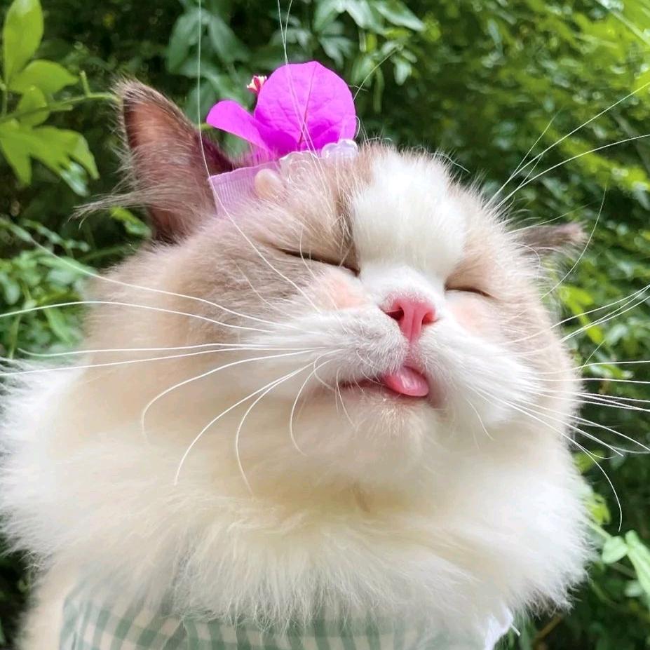 胖虎子