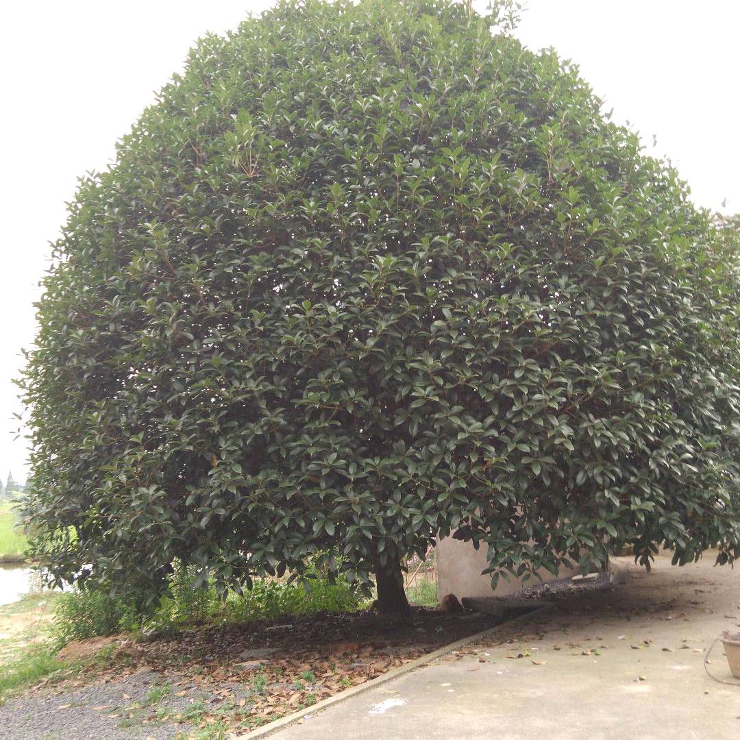 大树🌲