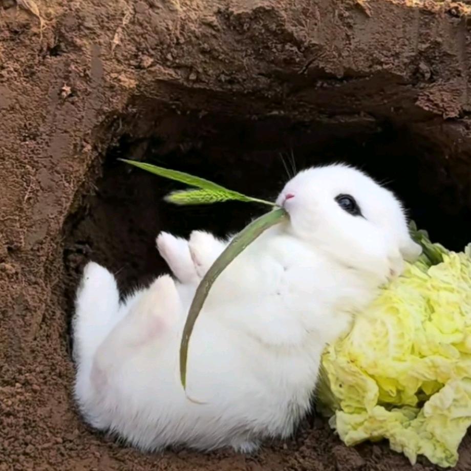 五福临门富贵吉祥