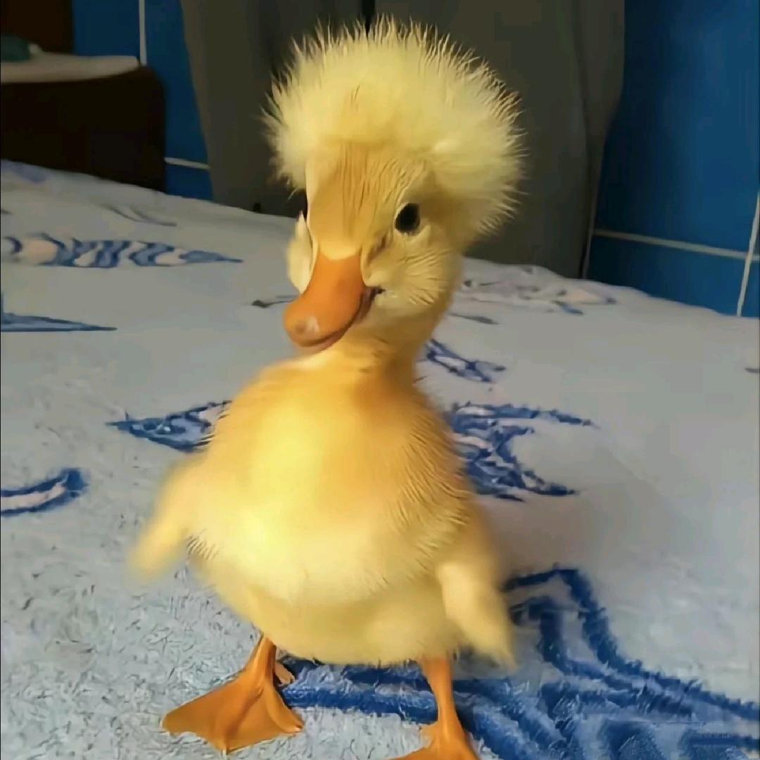 沙七玛