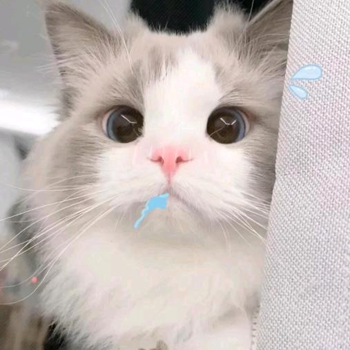 °林奈ฅ ）