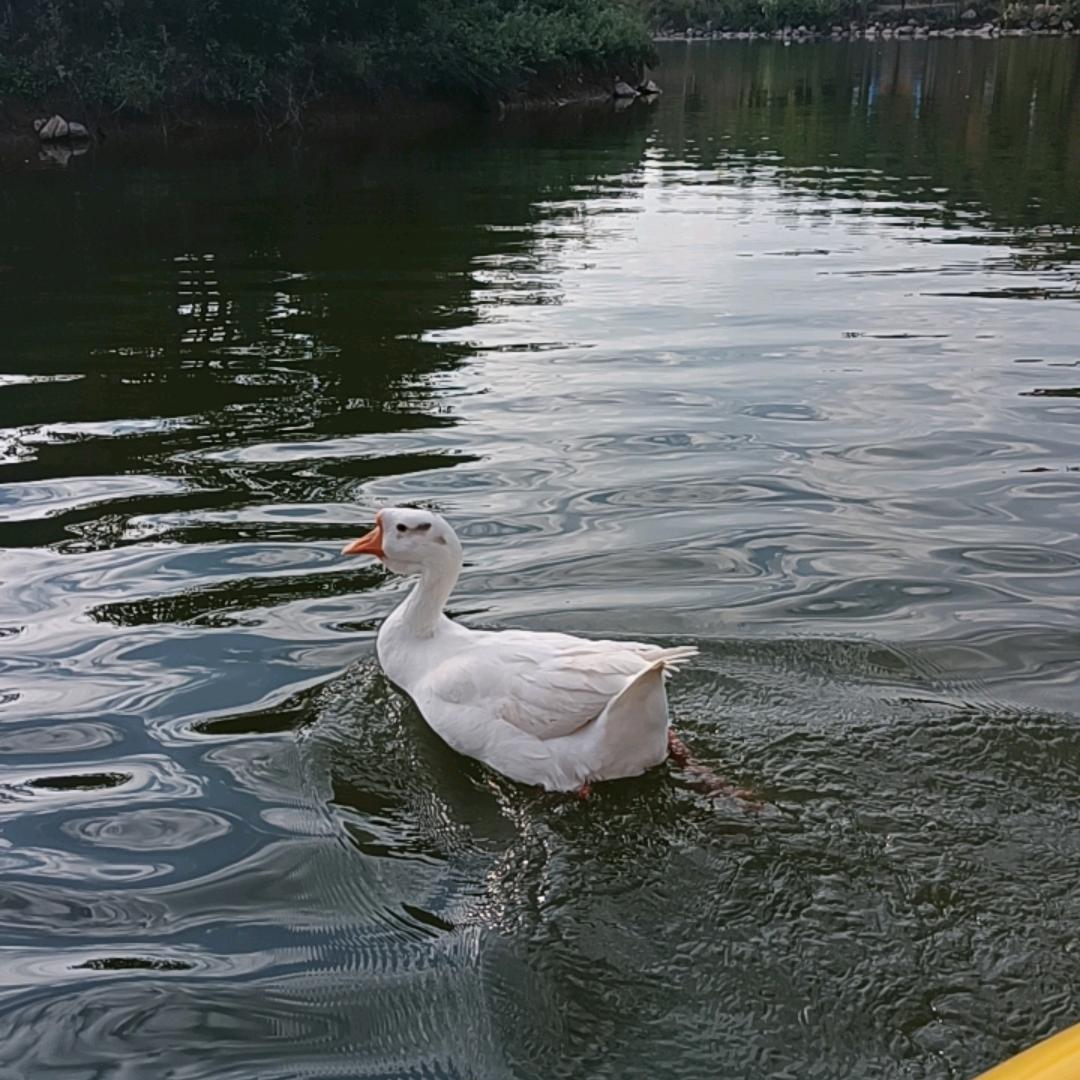 💞余生᭄ꦿ꯭随心💞