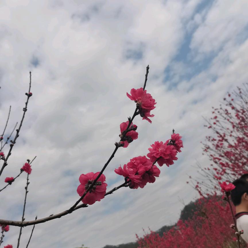 梦幻西游浅柚微凉