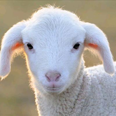 用户6858427203175大众快餐