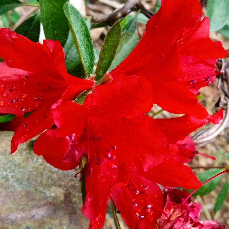爱花者