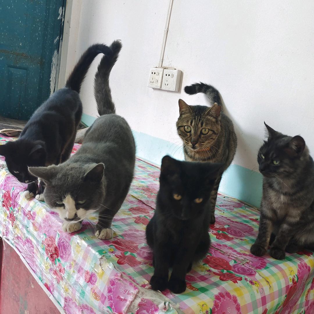 🍀我家有喵🐱