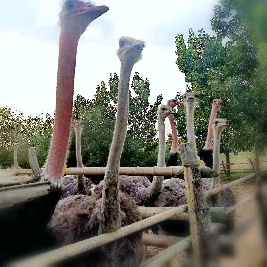 愚身，四川省绵阳市三台县鸵鸟繁育基地