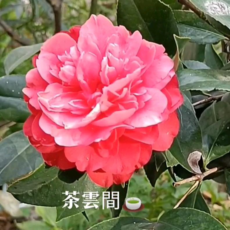 茶雲间