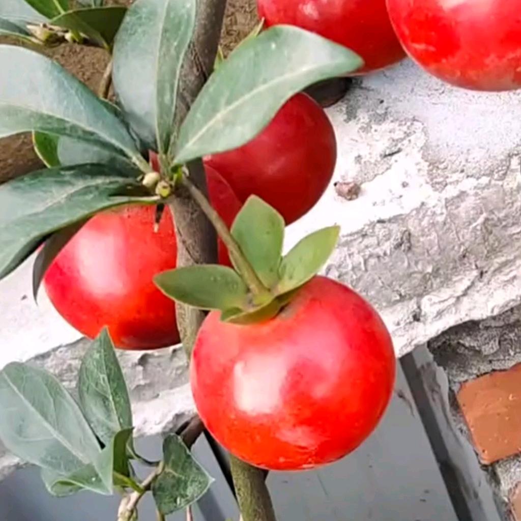 金欣金弹子盆景