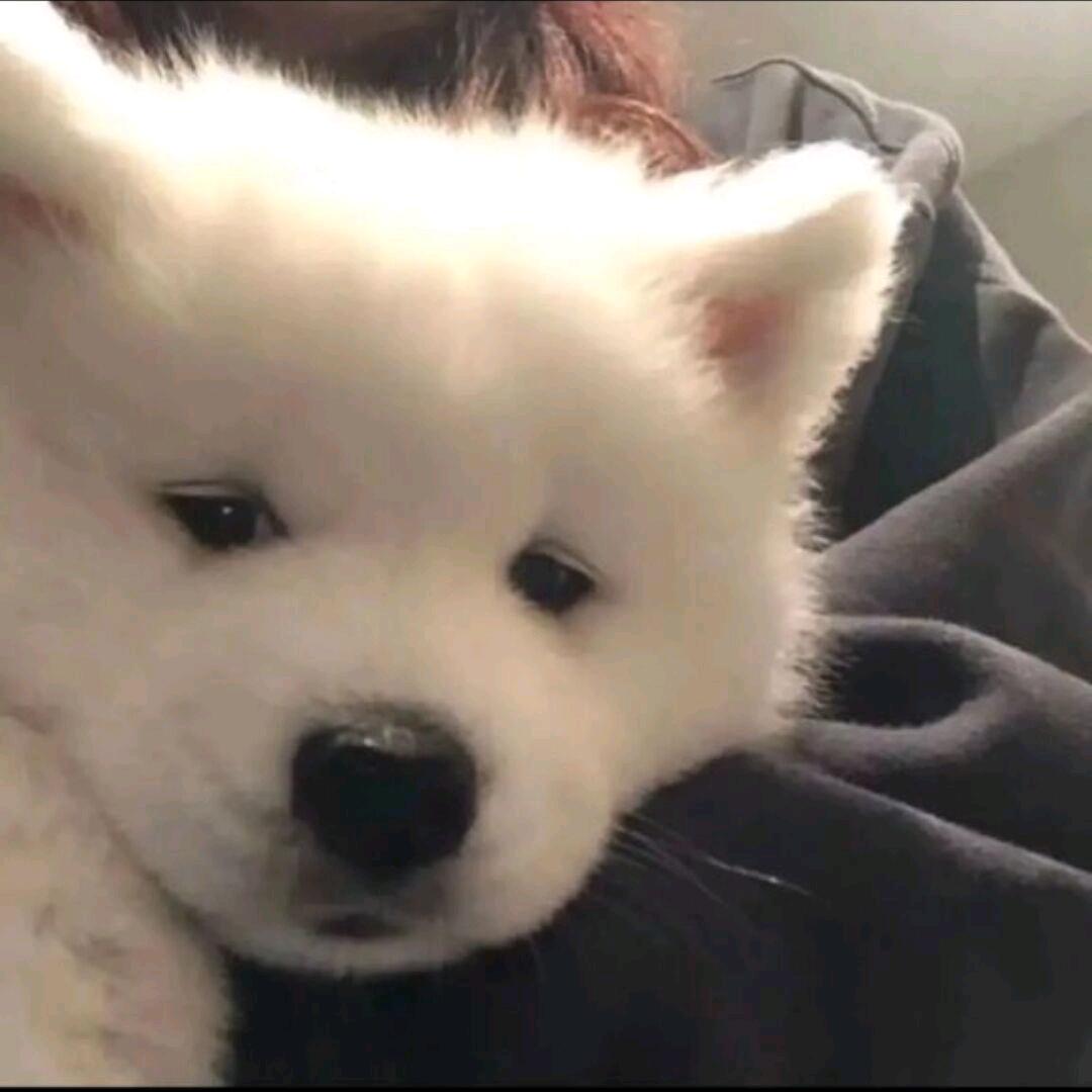 馒头zzZ（组局收下线