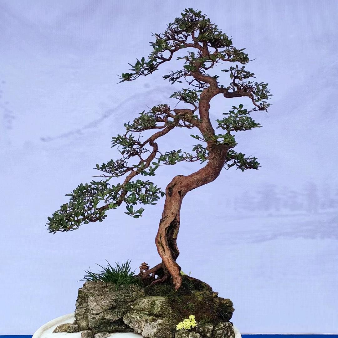 海棠