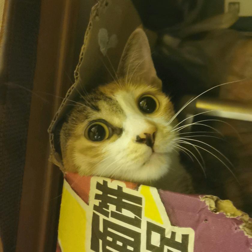 酒不醉心心自醉