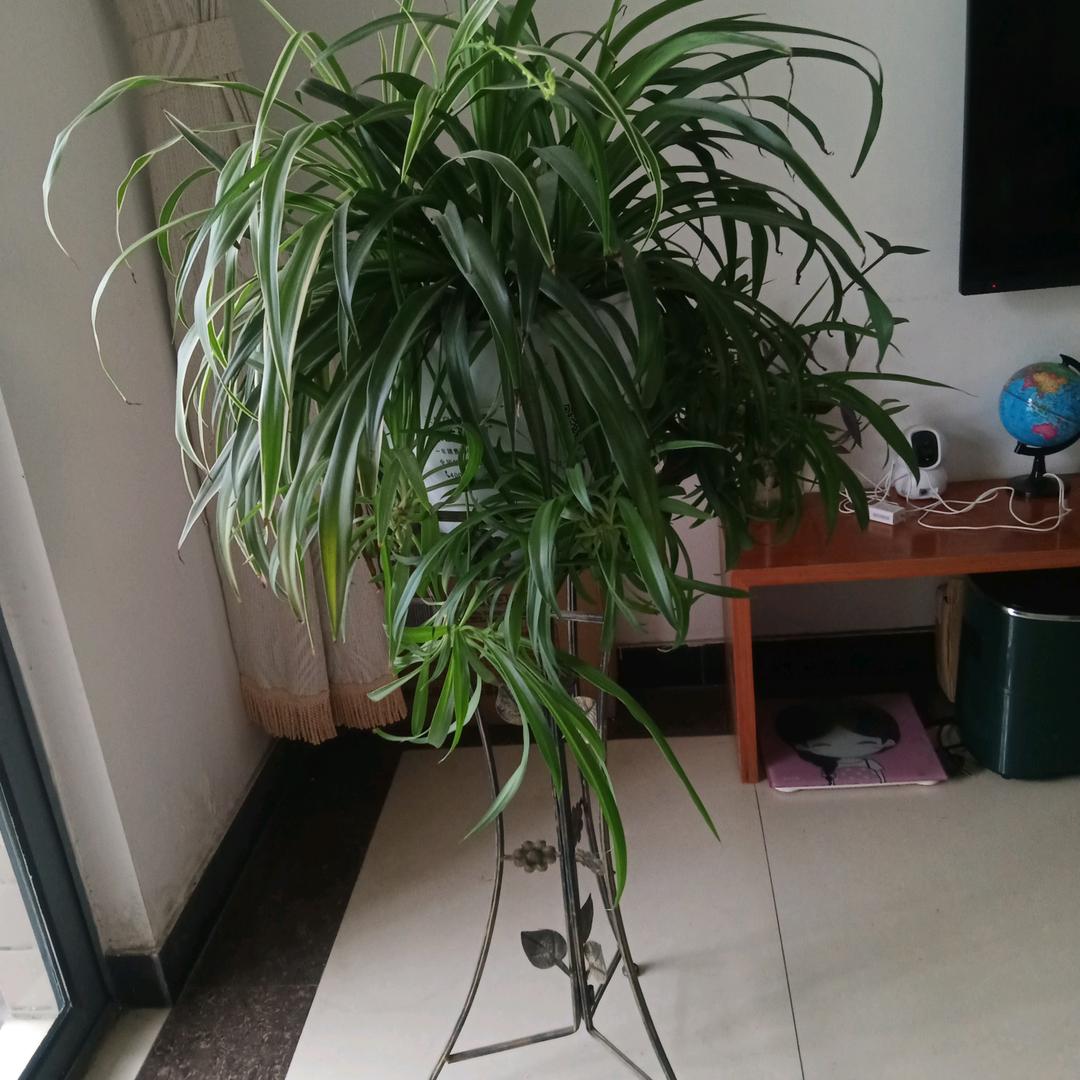 阿梅(直播筹备中)