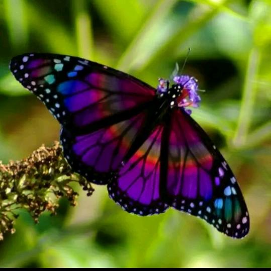 紫蝴蝶