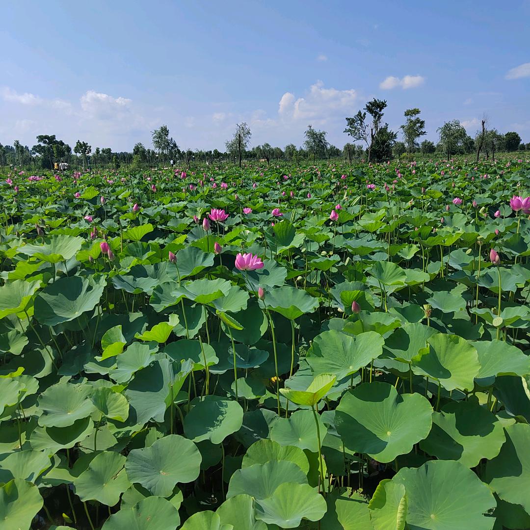东关，晓刚发屋