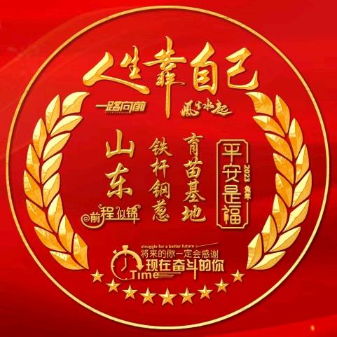 漂亮小姐姐，高端葱籽，代育葱苗