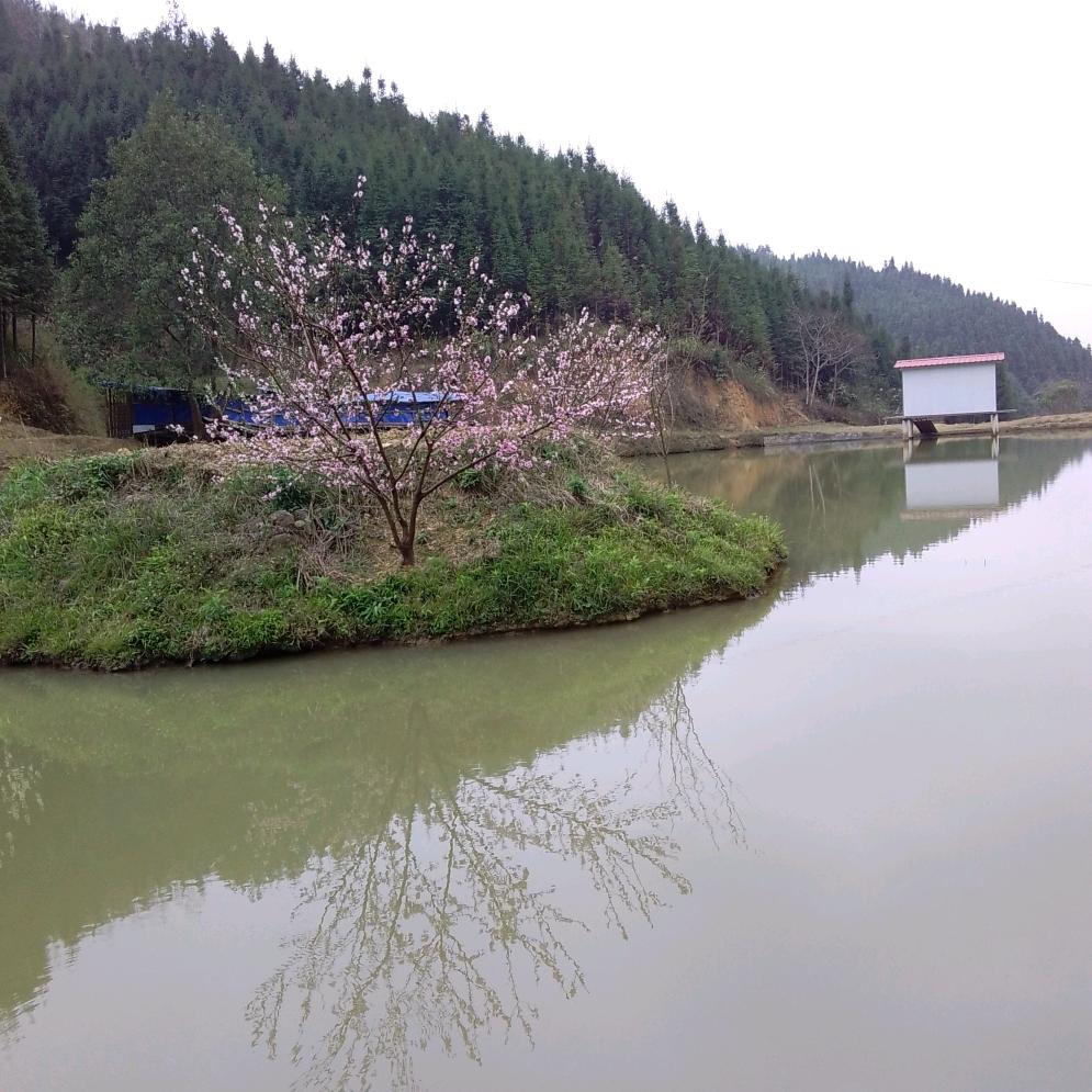 龙腾四海