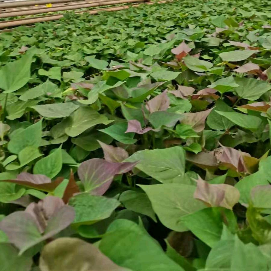 小刚常年助农收购各种红薯出售红薯苗