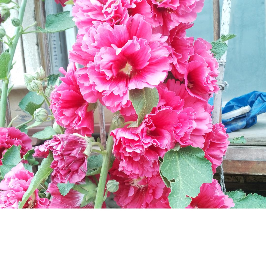 鲜肉饼 牛肉饼，带学徒。