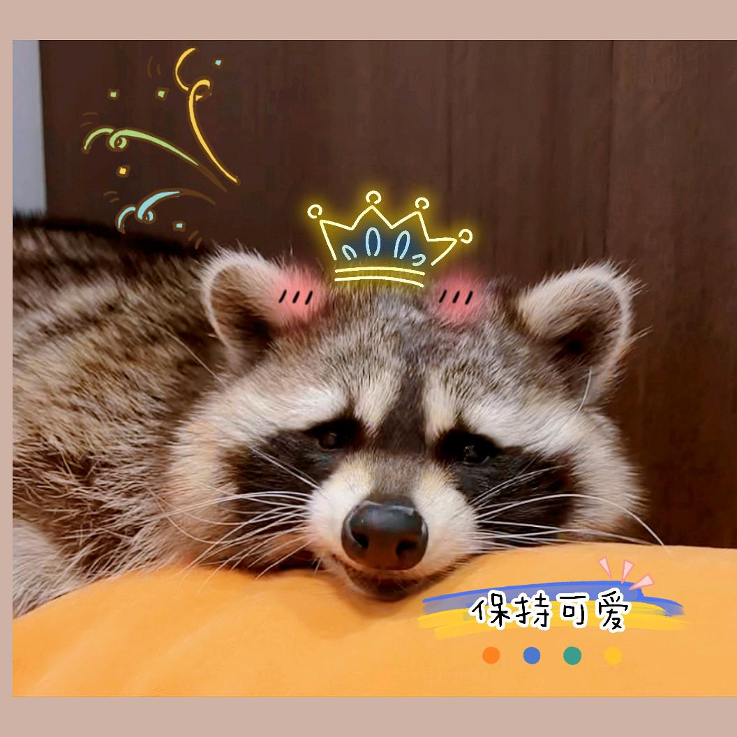🐼🐾蛋仔冰激凌